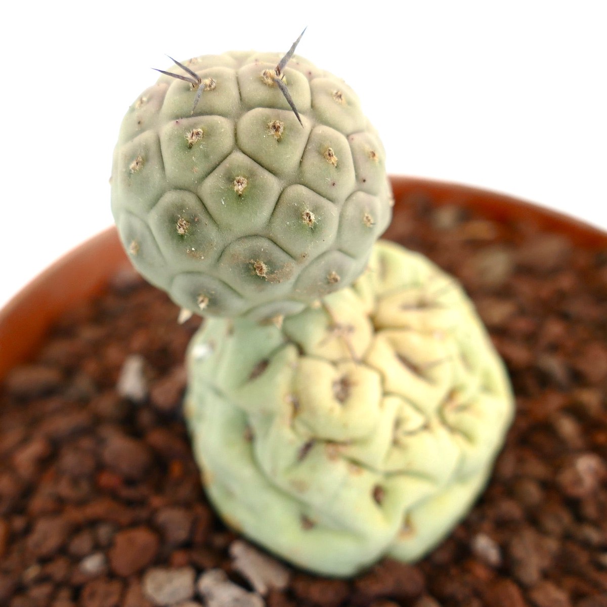 Tephrocactus geometricus TWO BALLS SELECTED
