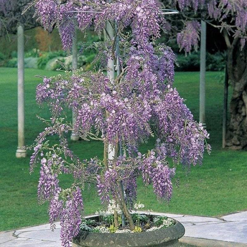 Wisteria - Plant