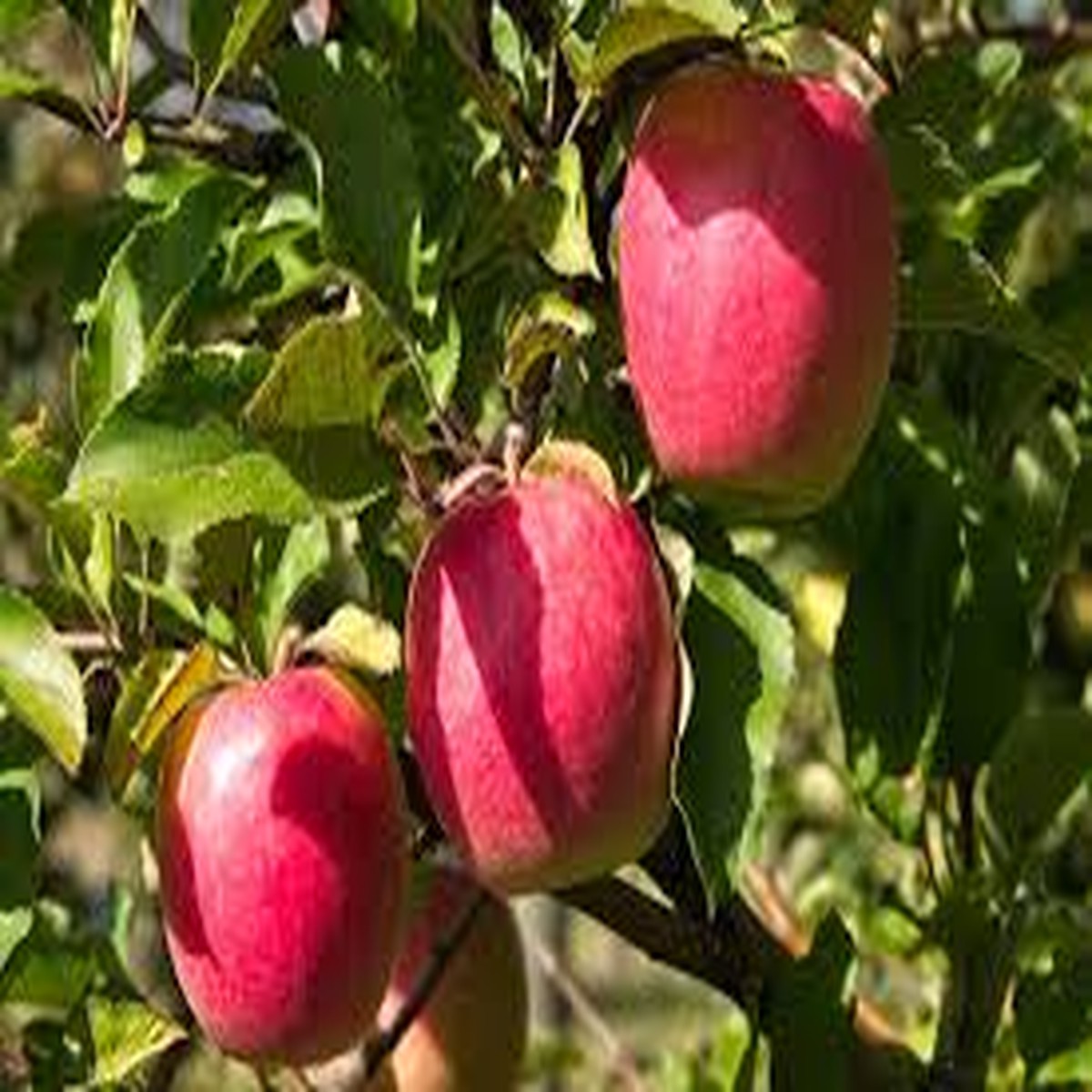 1 Pink Lady Apple Scions 5" Organic Non-GMO Cuttings for Grafting Fruit Trees