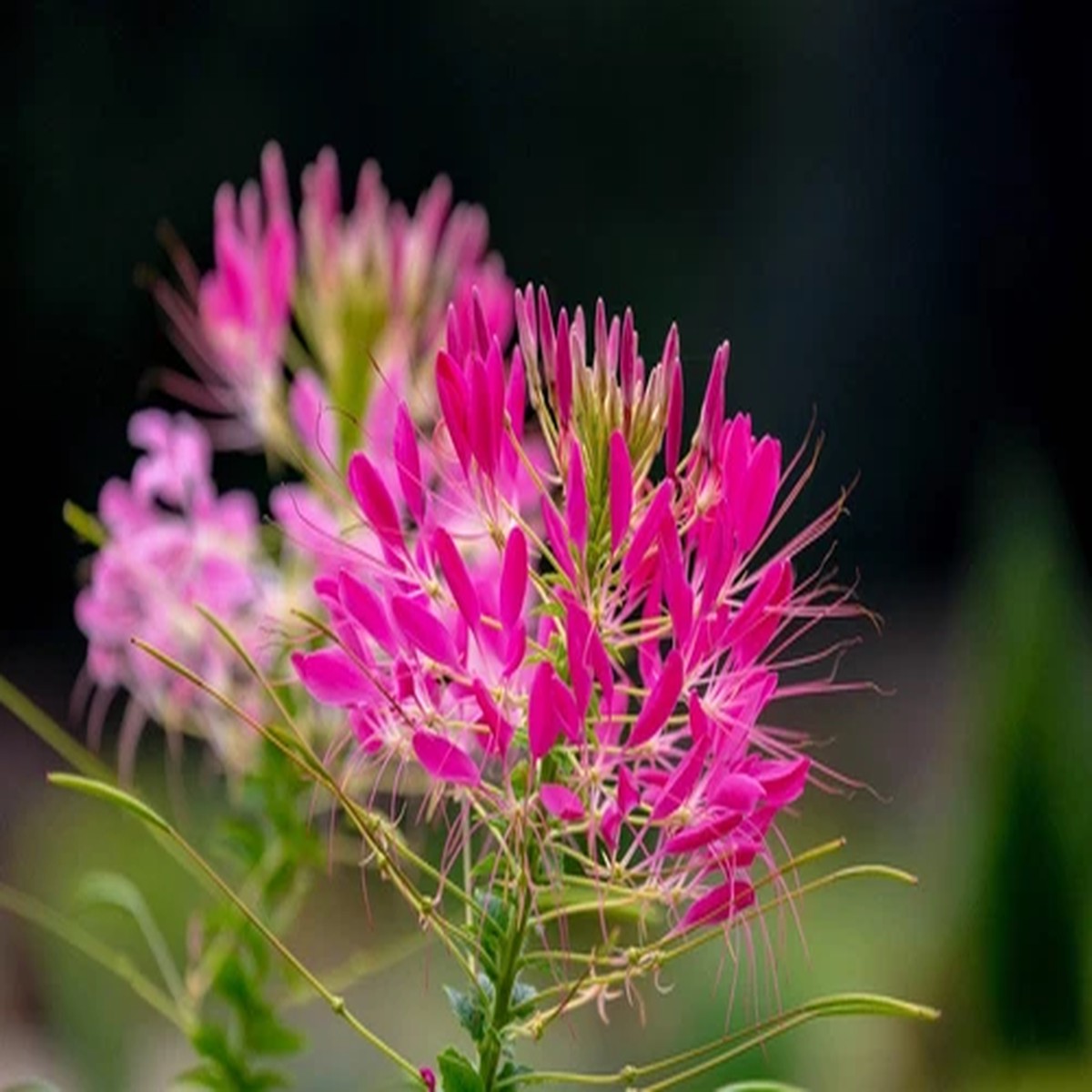 200 CHERRY QUEEN CLEOME Spinosa Hassleriana Carmine Rose Spider Flower Seeds