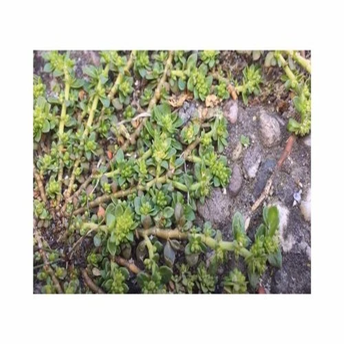 30x Herniaria glabra Bald Broken Herb Groundcover Plants - Seeds A456