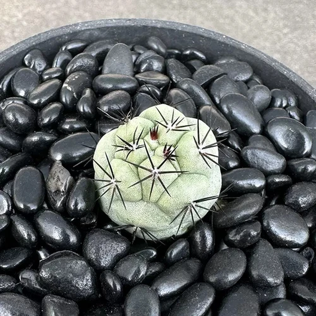 2.5-3cm 1PCS Live Ortegocactus Macdougallii Beautiful Garden Outdoor Planting