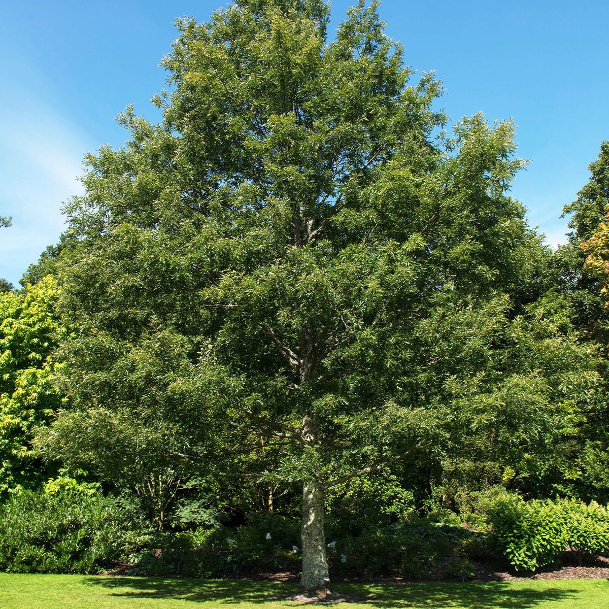 Turkey Oak