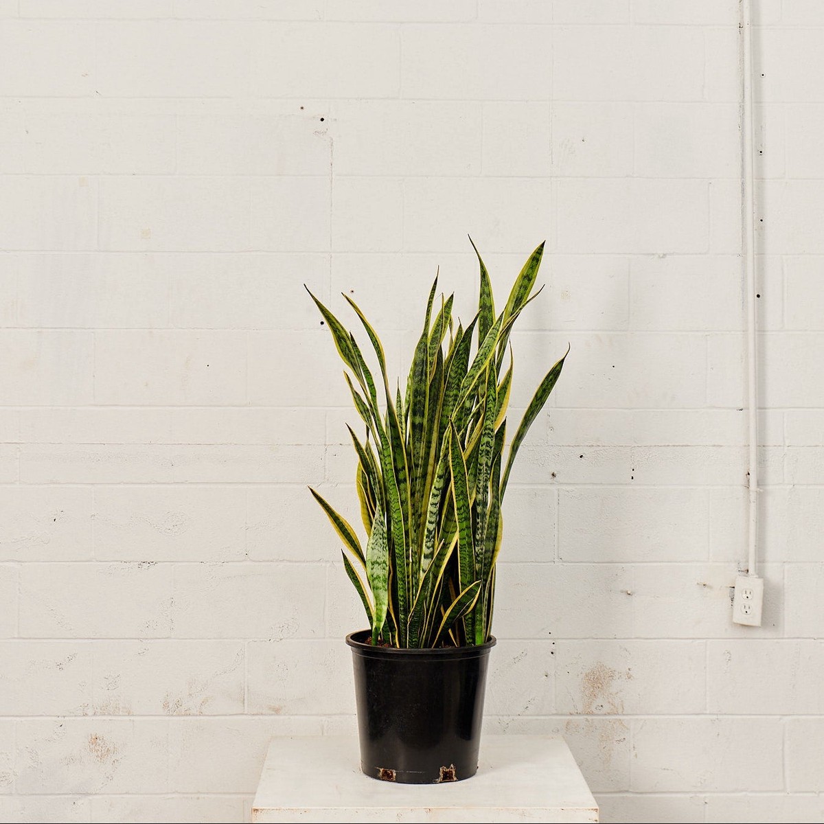 Yellow Snake Plant: Sansevieria trifasciata 'Laurentii' - 12 inch pot - 3-3.5 foot tall