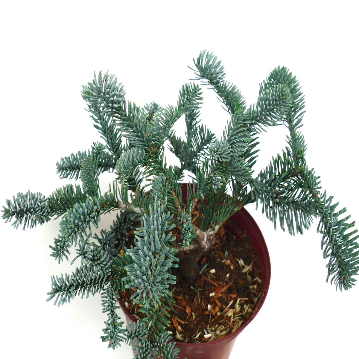 Abies procera form glauca - 20-30cm