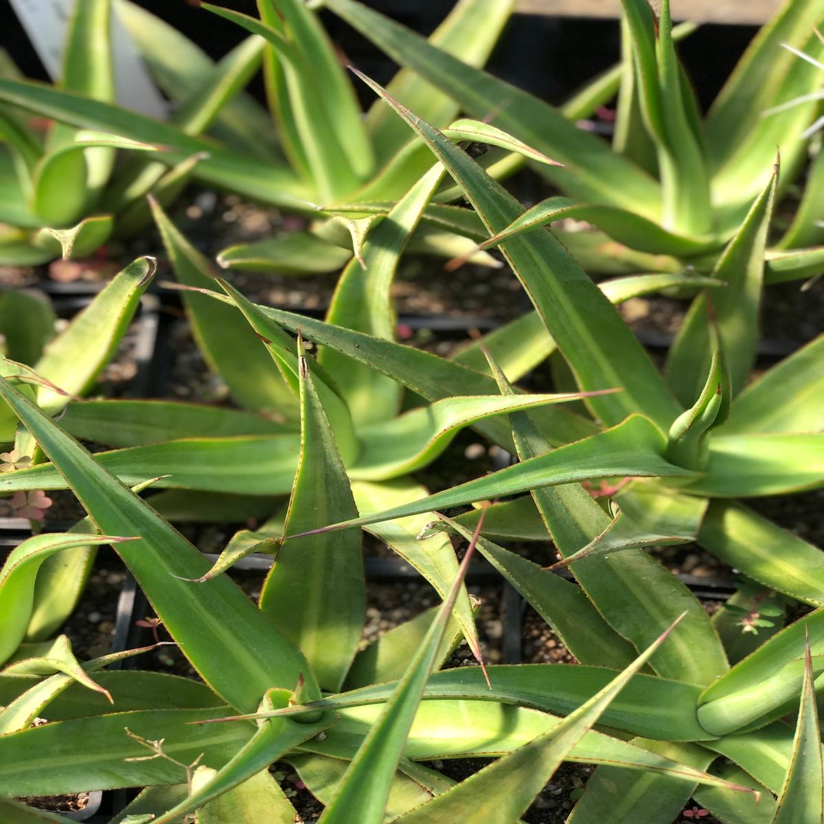 *RETAIL - Agave 'Mateo'