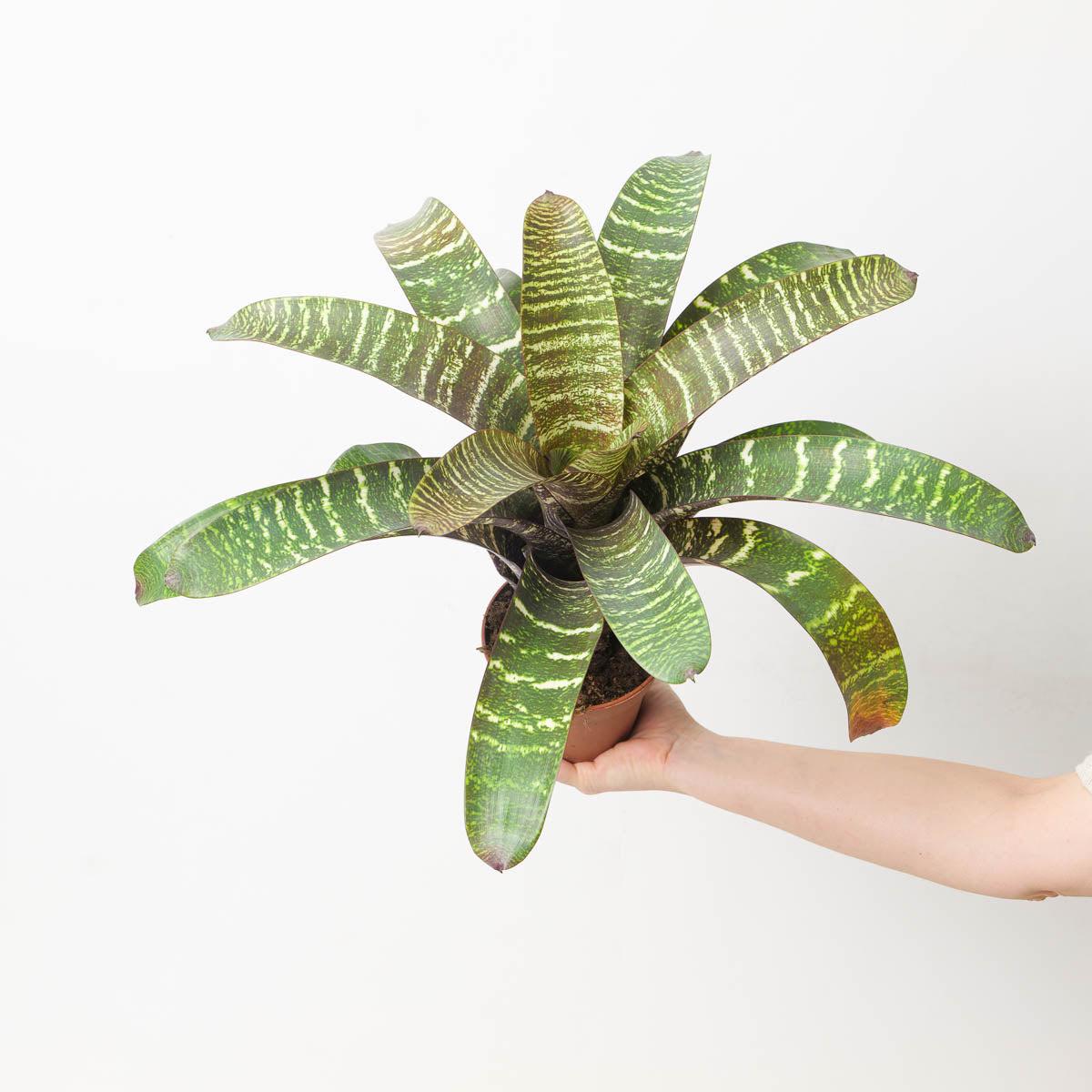 Vriesea sp. 7