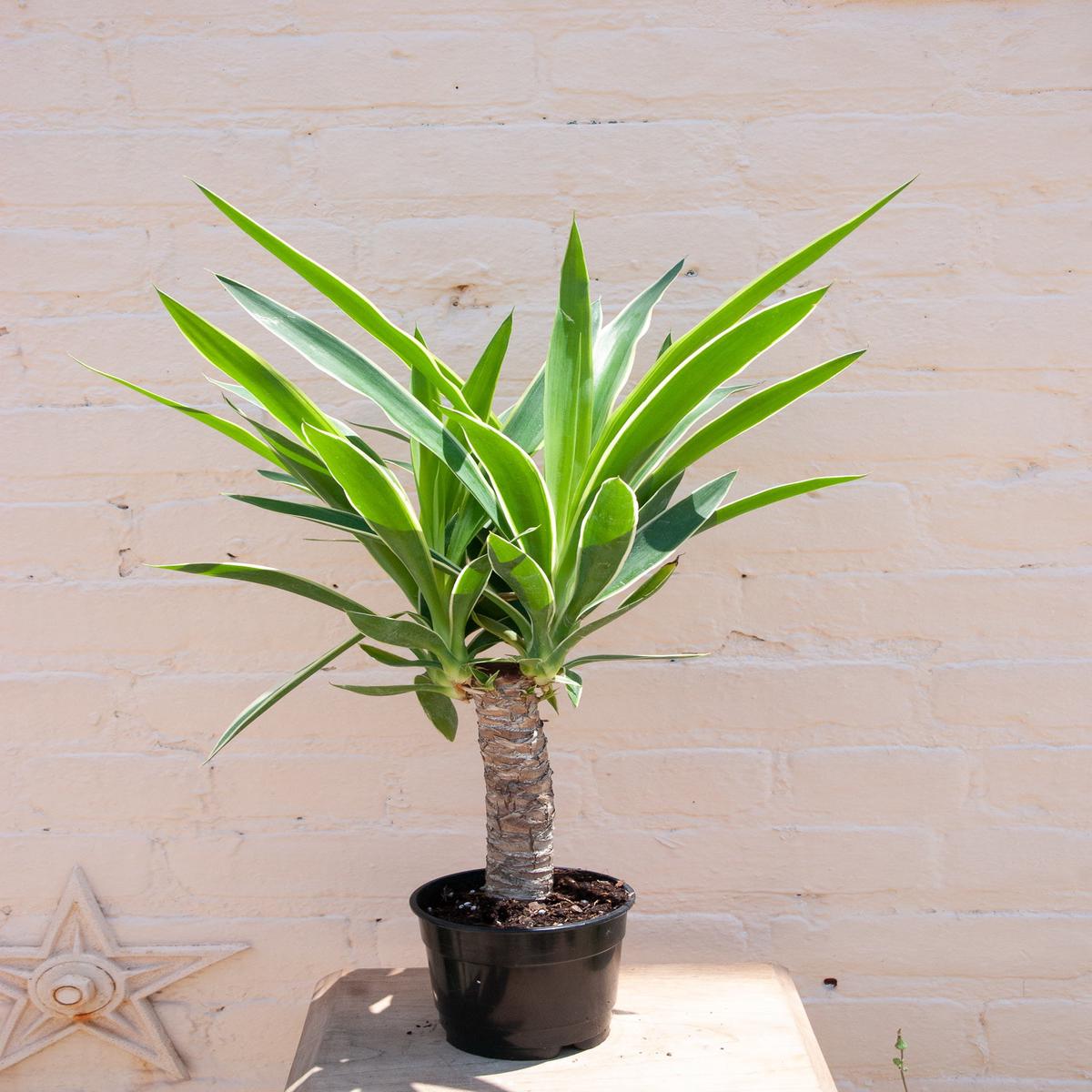 Yucca gigantea 'Yucca Cane' - 5"