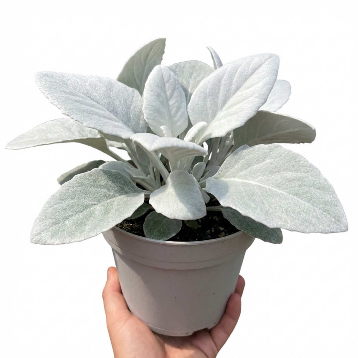 1 Senecio Angel Wings Silver Leaf Perennial Plant Drought Tolerant Garden Ready 23Cm5L Root Ball
