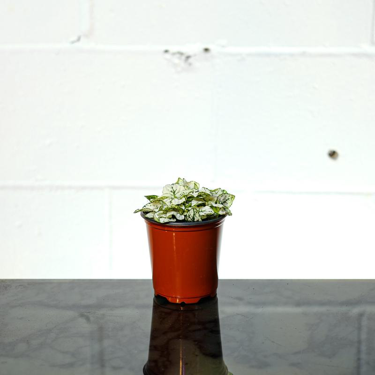 White Polka Dot Plant: Hypoestes phyllostachya  4 inch pot