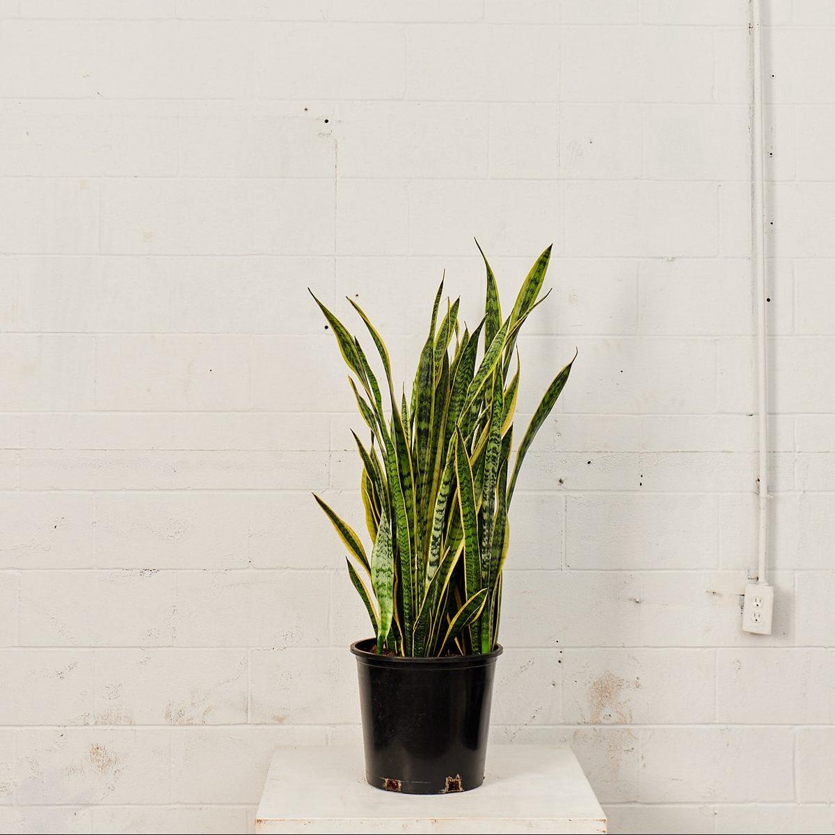 Yellow Snake Plant: Sansevieria trifasciata 'Laurentii' - 12 inch pot