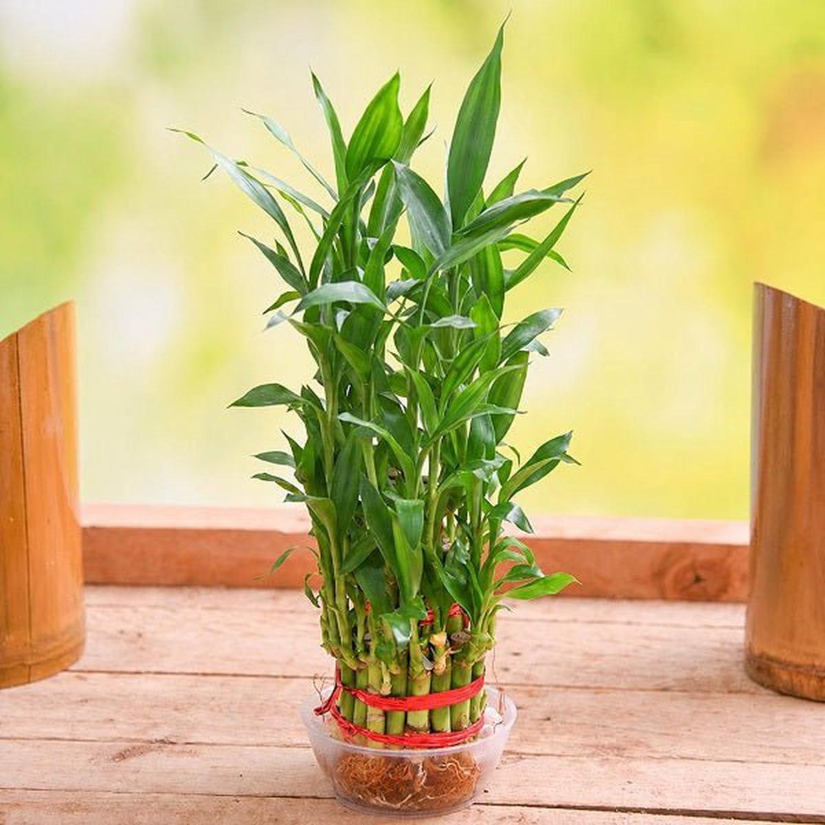 3 Layer Lucky Bamboo Plant In Round Plastic Bowl