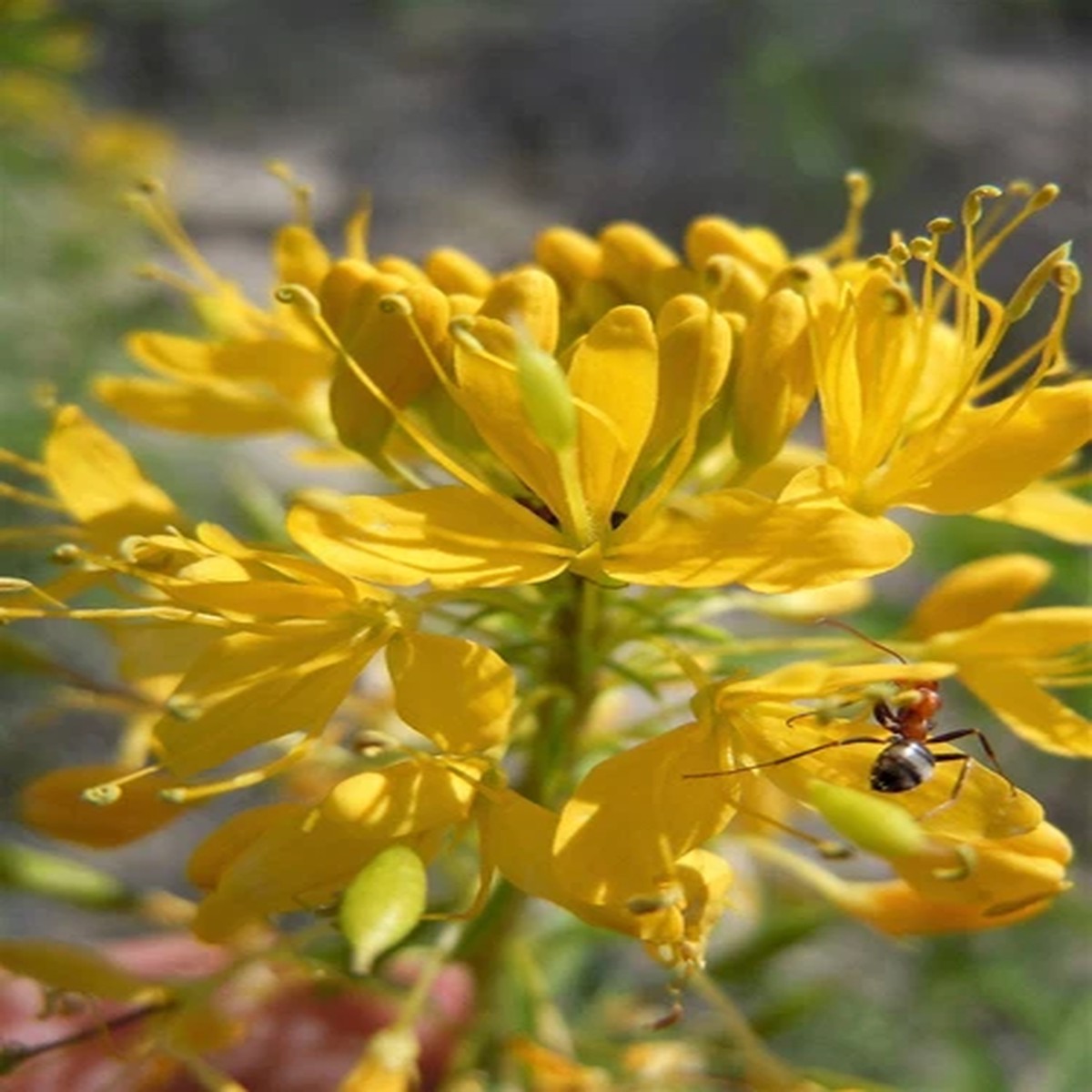 30 YELLOW BEEPLANT Cleome Lutea Golden Bee Plant Spiderflower Native Flower Seed