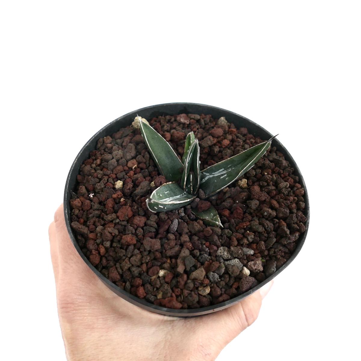 Agave ferdinandi-regis