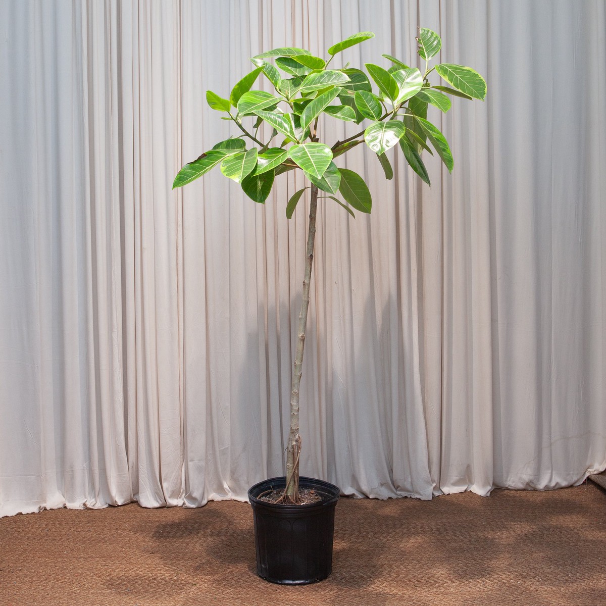 Yellow Gem Fig Tree: Ficus altissima - 12 inch pot - 5-5.5 foot tall