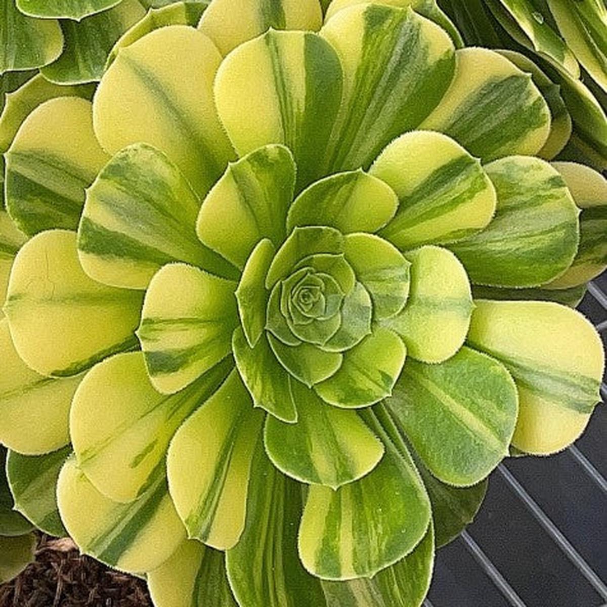 Aeonium Golden Jade,Single Head With Root 13cm