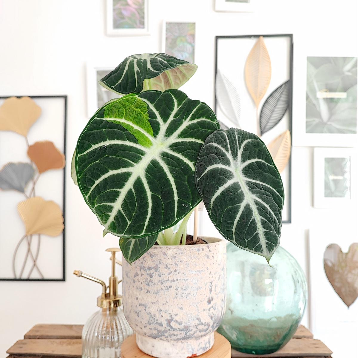 Alocasia Ninja  Plante rare aux feuilles noires veloutes