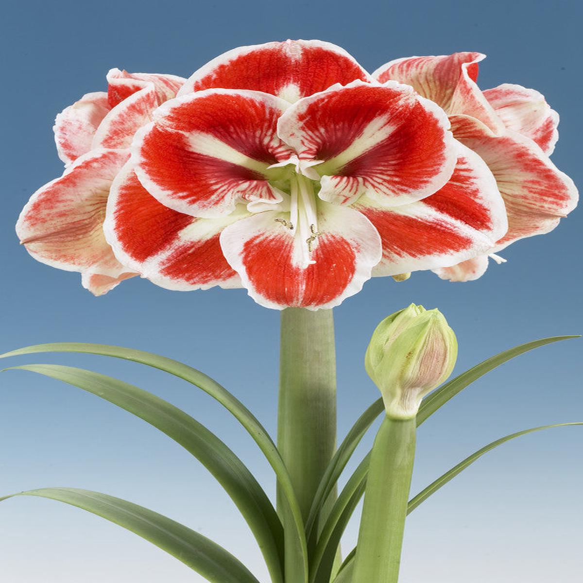 Amaryllis Samba (Hippeastrum hybrid)