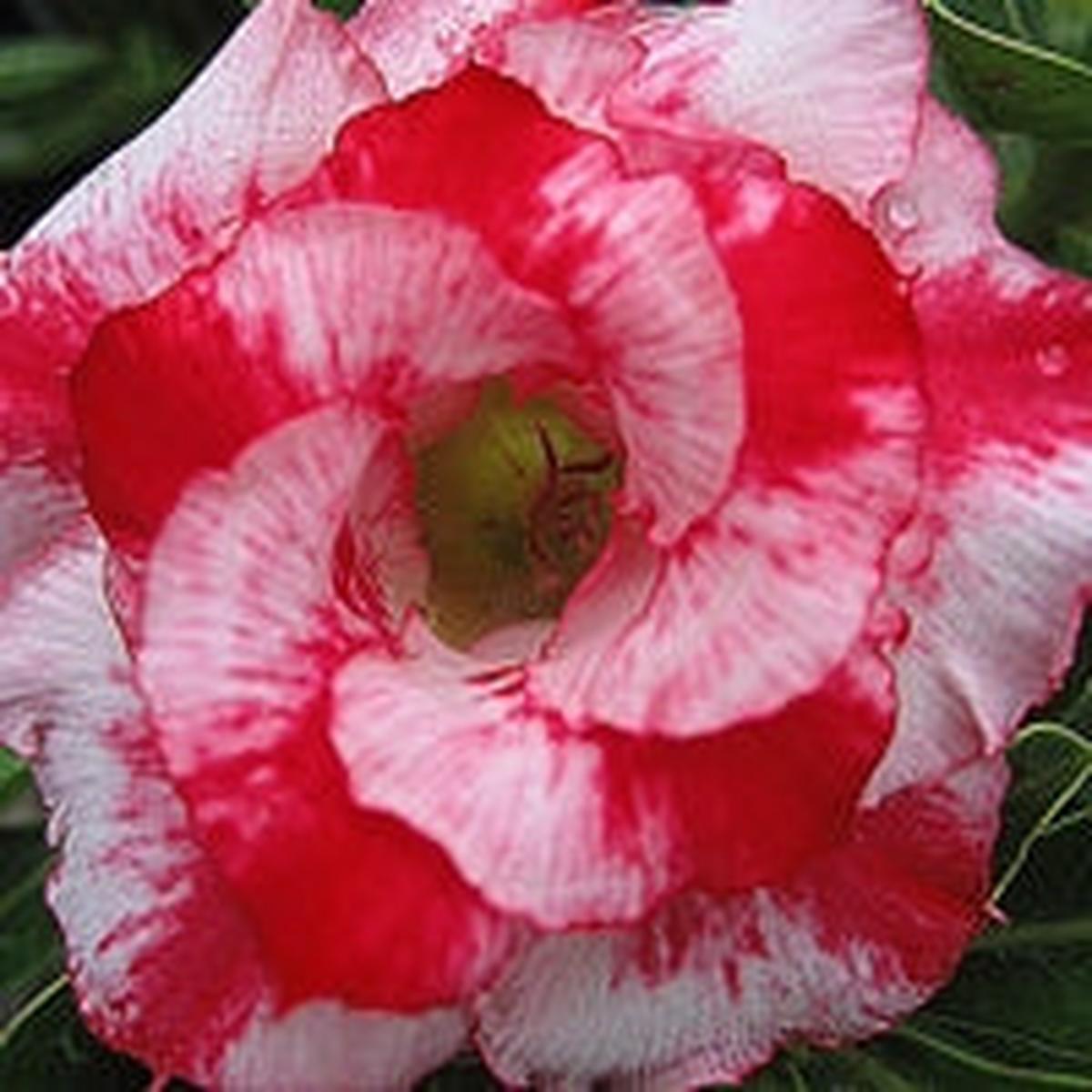 Desert Rose Good Morning (Adenium hybrid)
