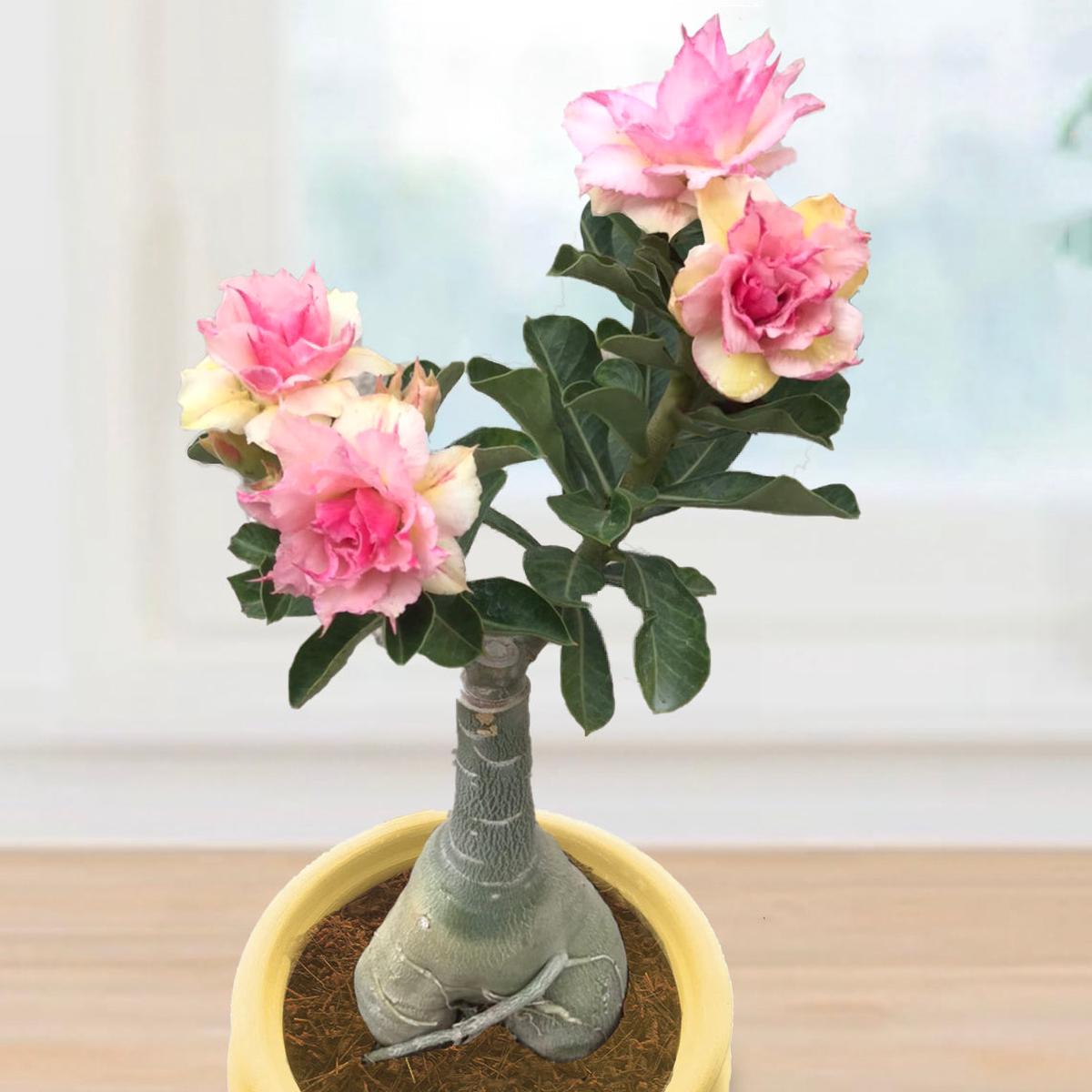 Desert Rose Peace (Adenium hybrid)