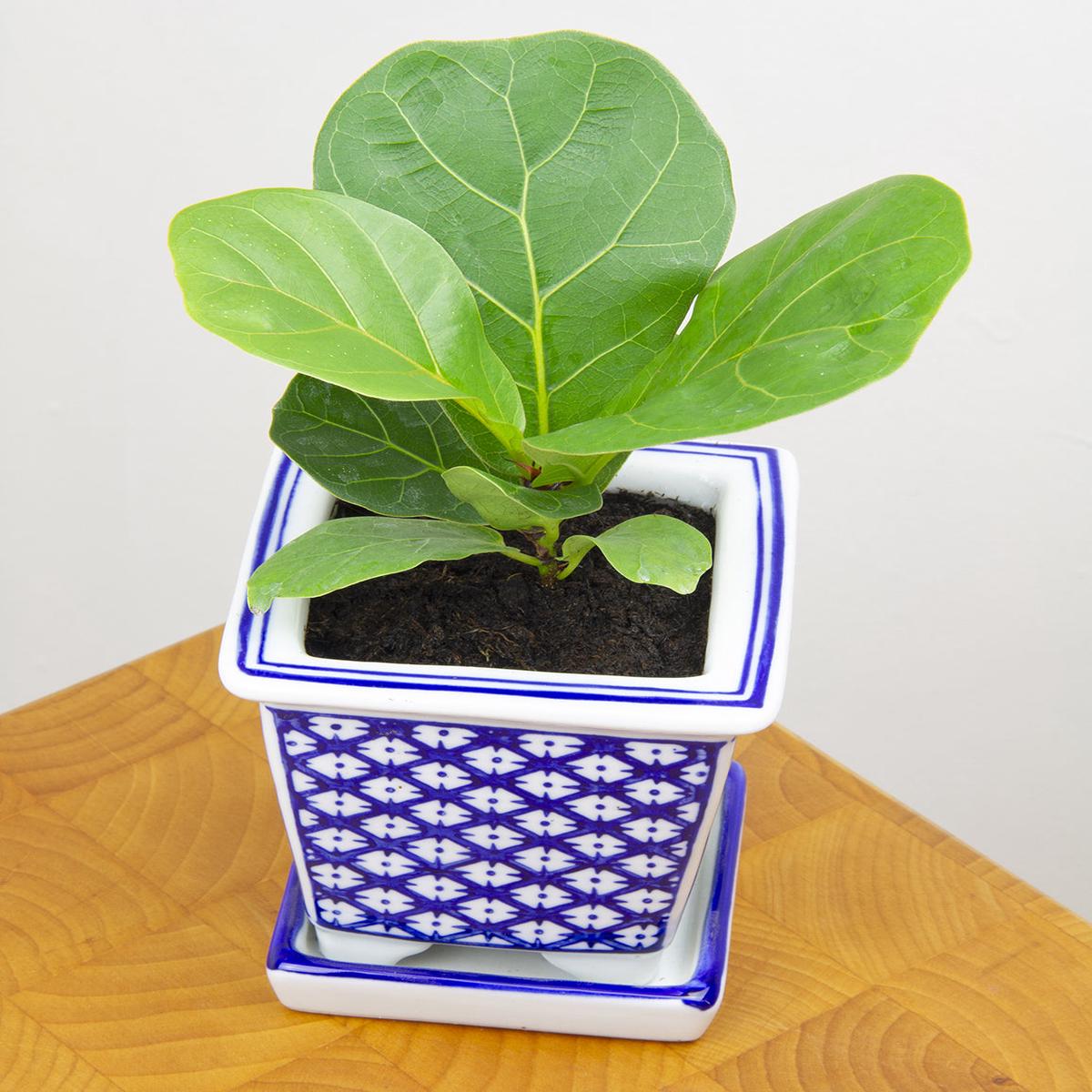 Dwarf Fiddle Leaf Fig Bambino (Ficus lyrata hybrid)