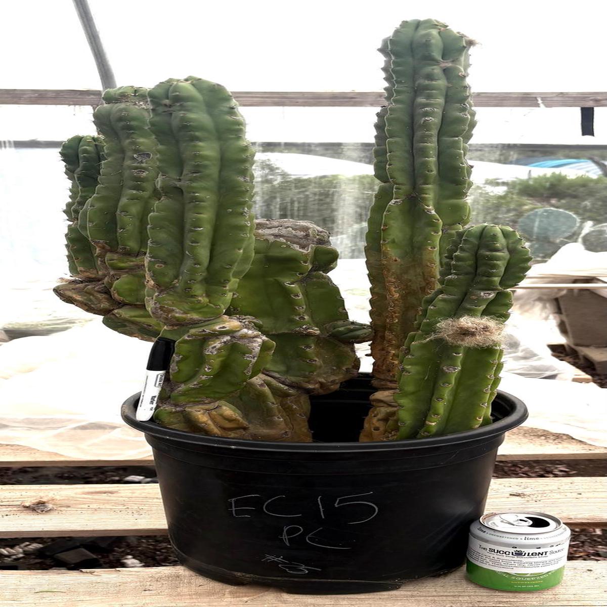 #EC15 EXACT Trichocereus Pachanoi  PC Cactus Stand