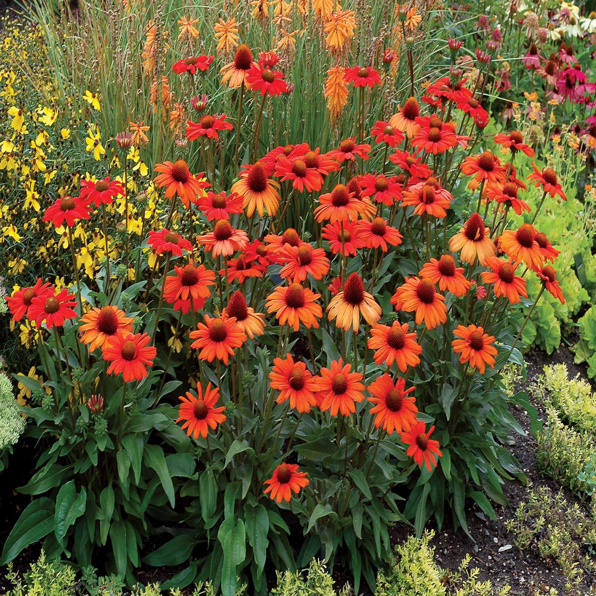 Echinacea Kismet Intense Orange (Echinacea hybrid)