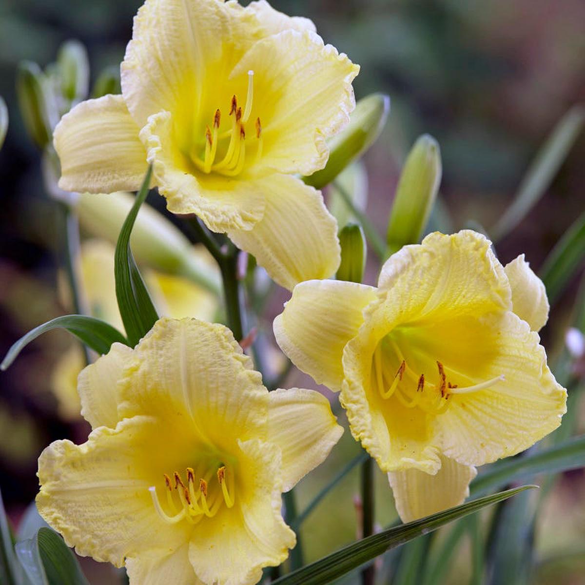 Fragrant Returns Daylily