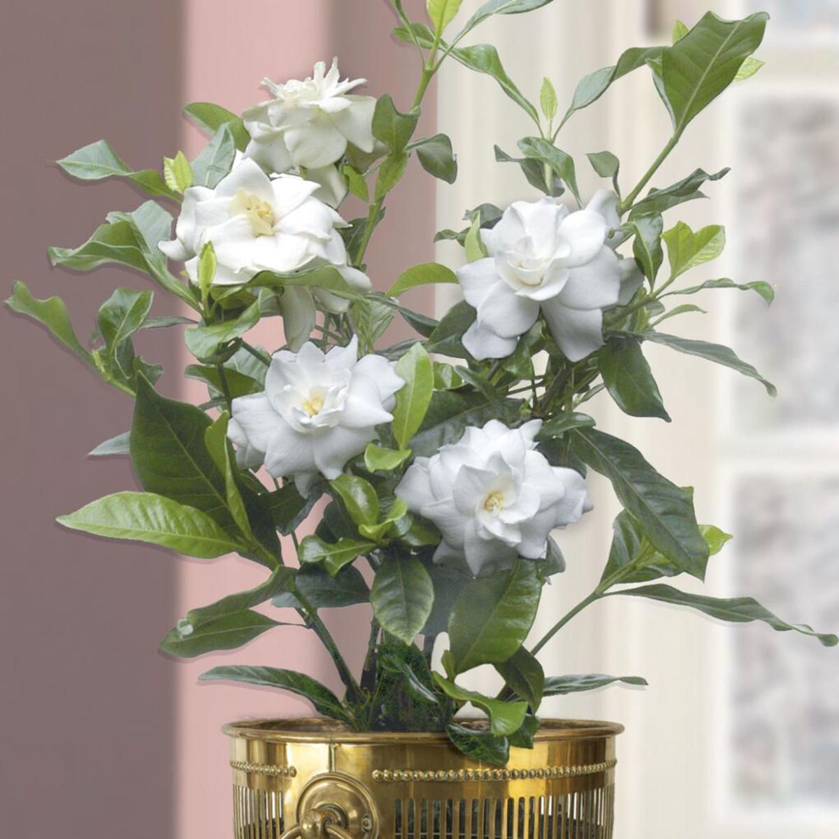 Gardenia Fortuniana (Gardenia jasminoides)