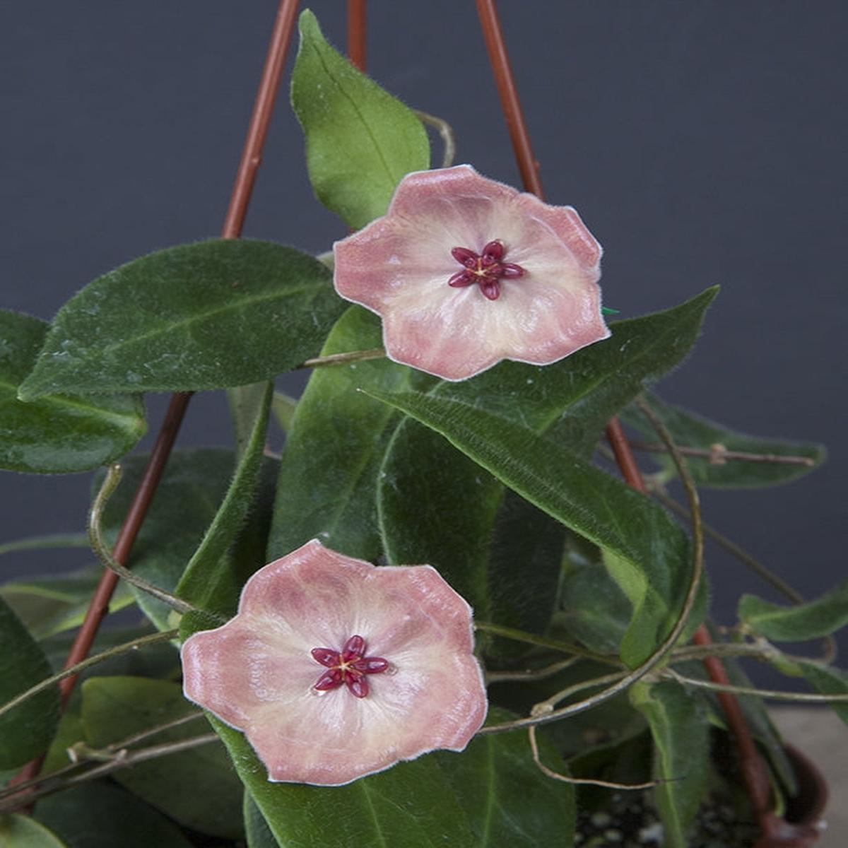Hoya patella Pink (Hoya patella)