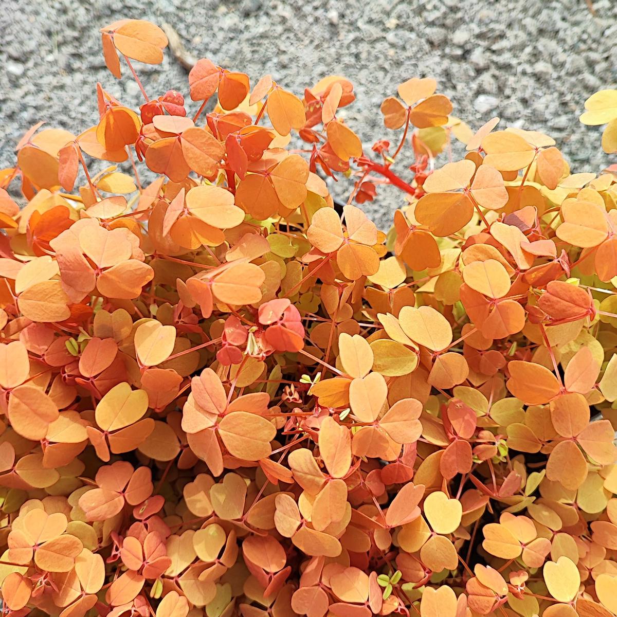 Oxalis Molten Lava  Plante trfle aux couleurs flamboyantes