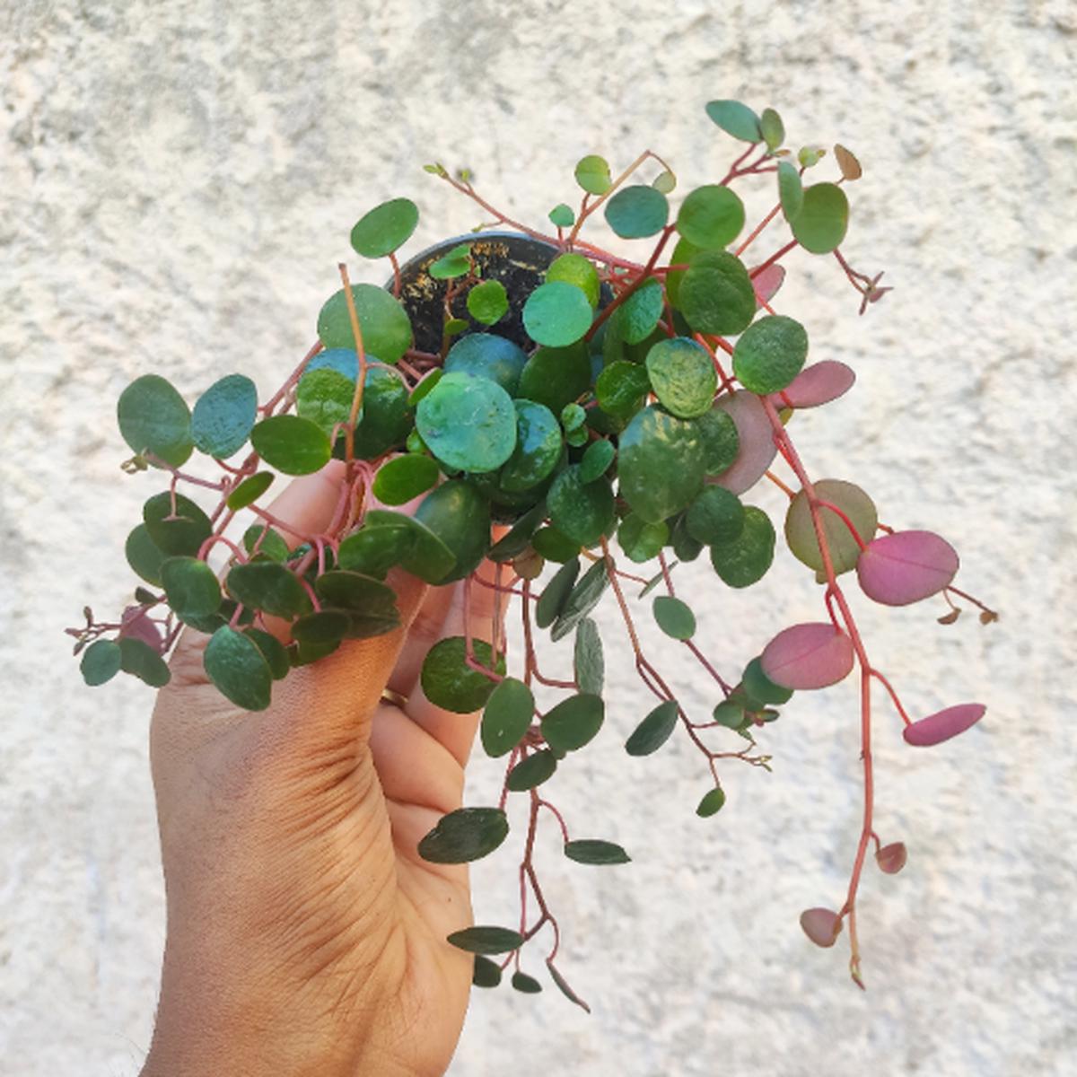 Peperomia Pepperspot  "Collier de pices" retombant