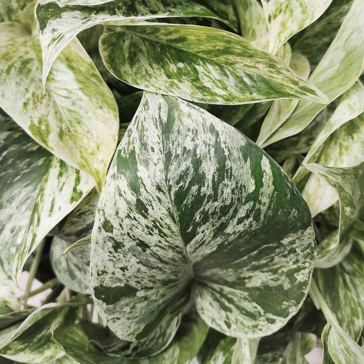 Pothos Snow Queen  Panachure blanche extrme sur feuilles vertes