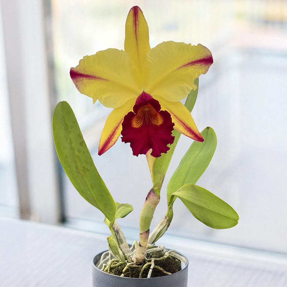 Rlc. Orchid Dora Louise Capen Lea AM/AOS (Rhyncholaeliocattleya hybrid)