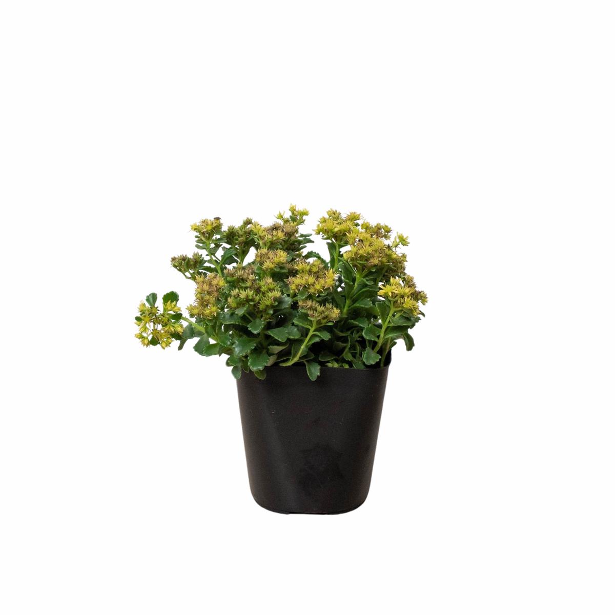 Sedum Little Miss Sunshine