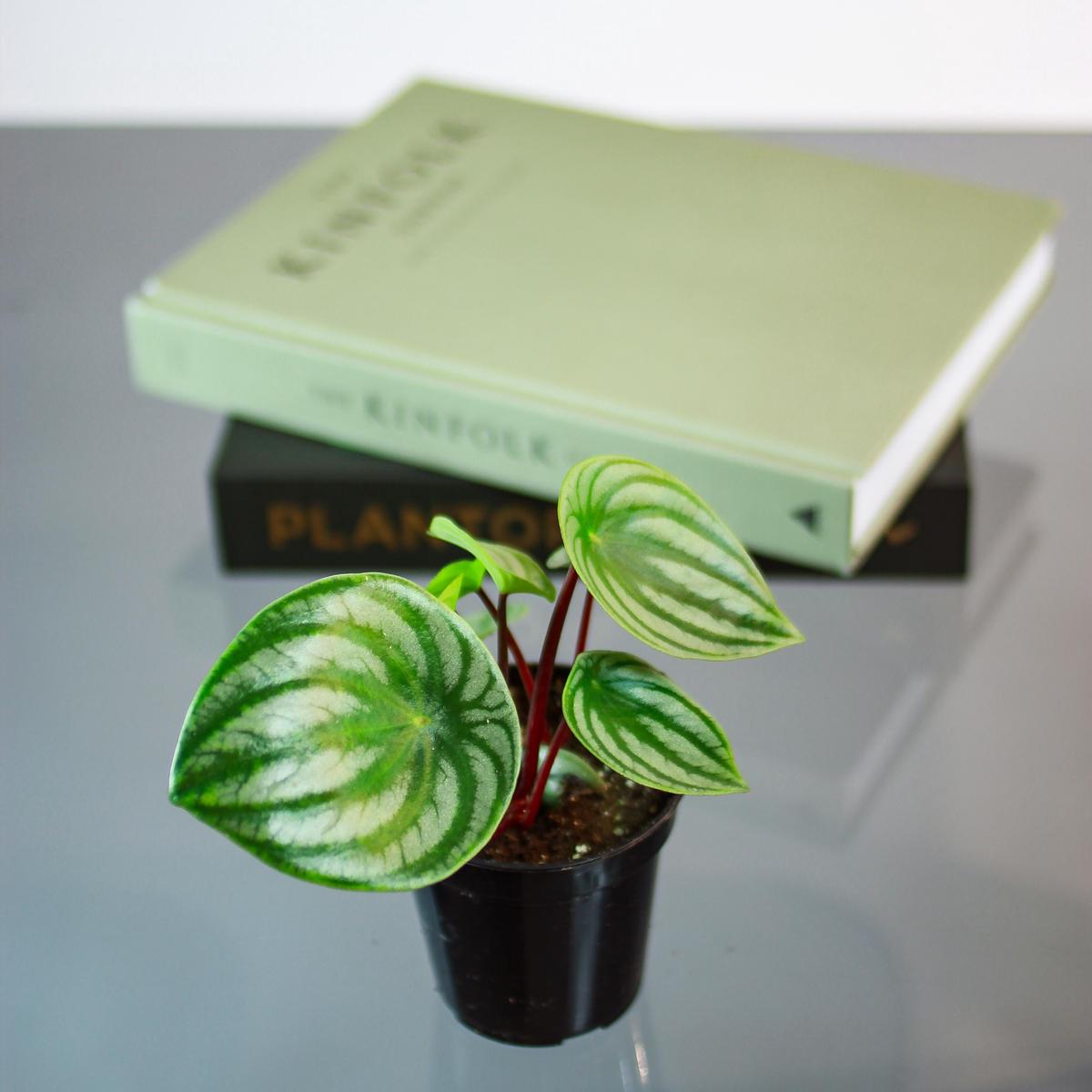 Watermelon Peperomia: Peperomia argyreia - 4 inch pot