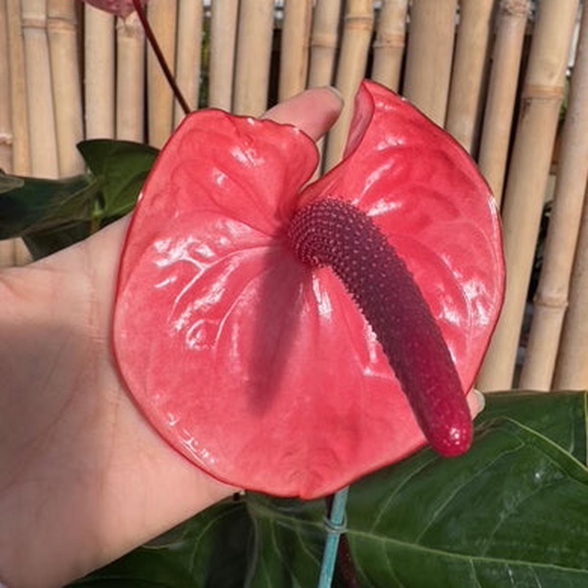 Anthurium Rosey (Seedling - 5.5" Pot)