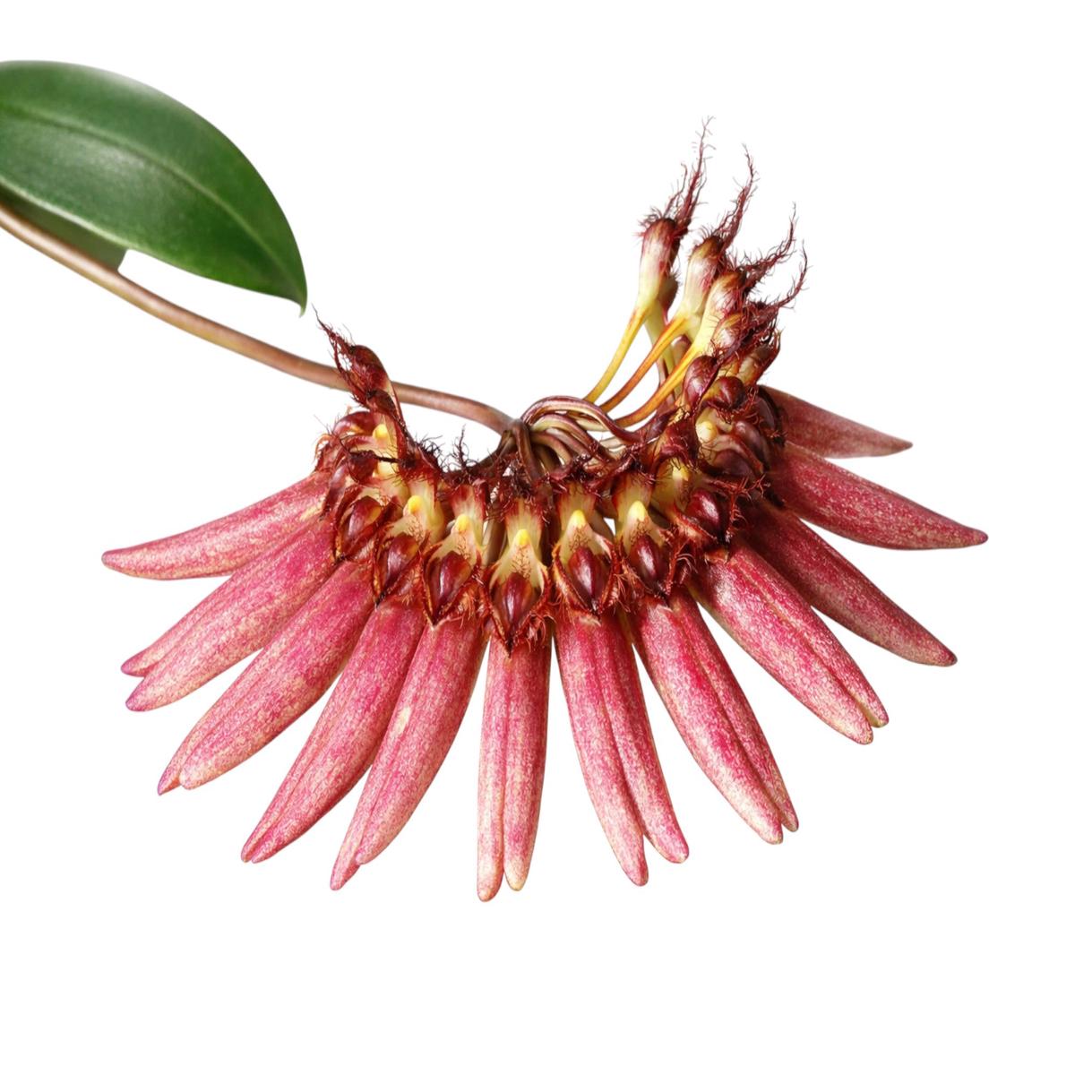 Bulbophyllum weberi