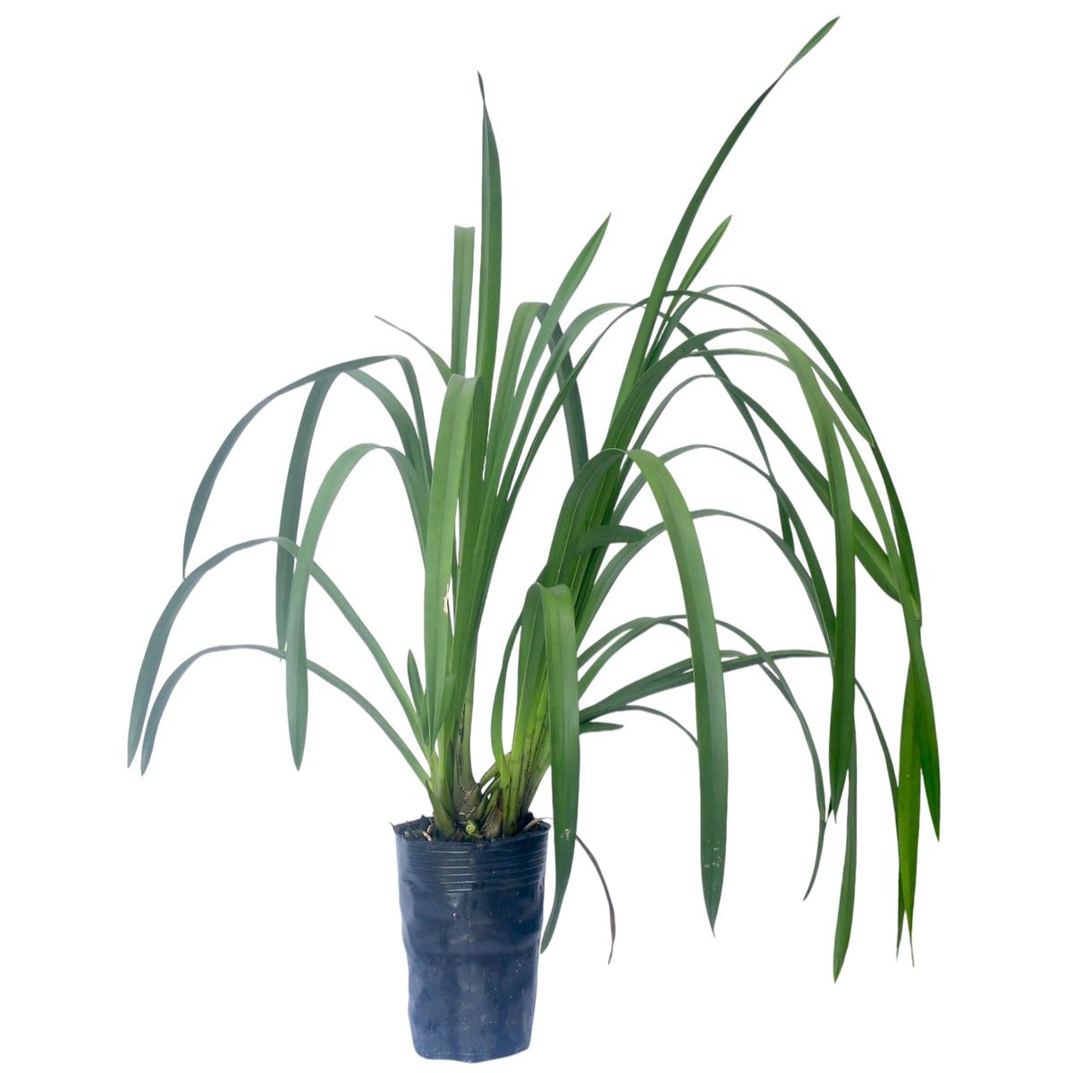 Cymbidium Flamingo h00241 (medium)