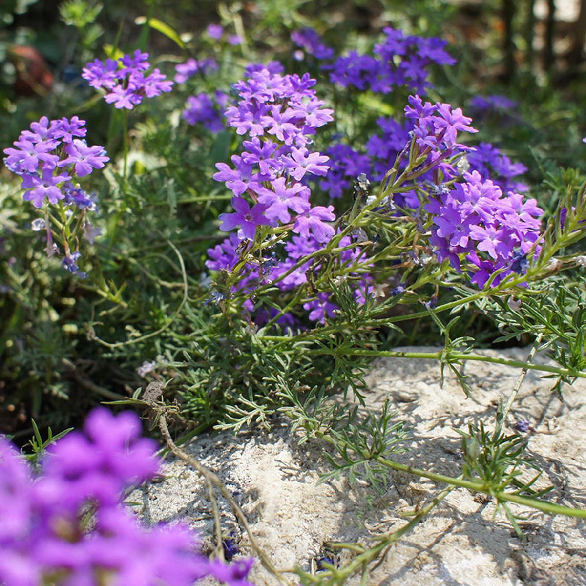 Dakota Mock Vervain Seeds