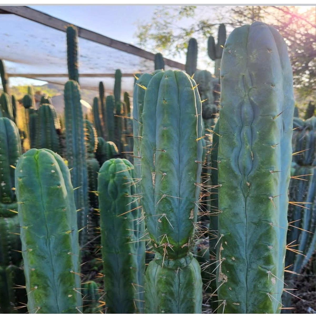 #EC42 EXACT Trichocereus Bridgesii Jiimz Riibz Cactus 10-12 Cutting