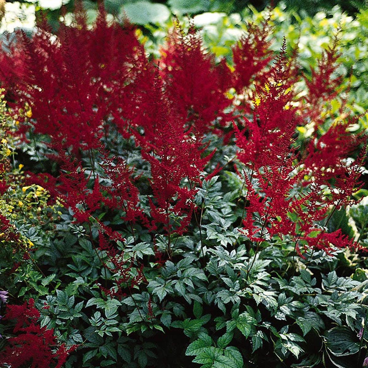 Glow Astilbe