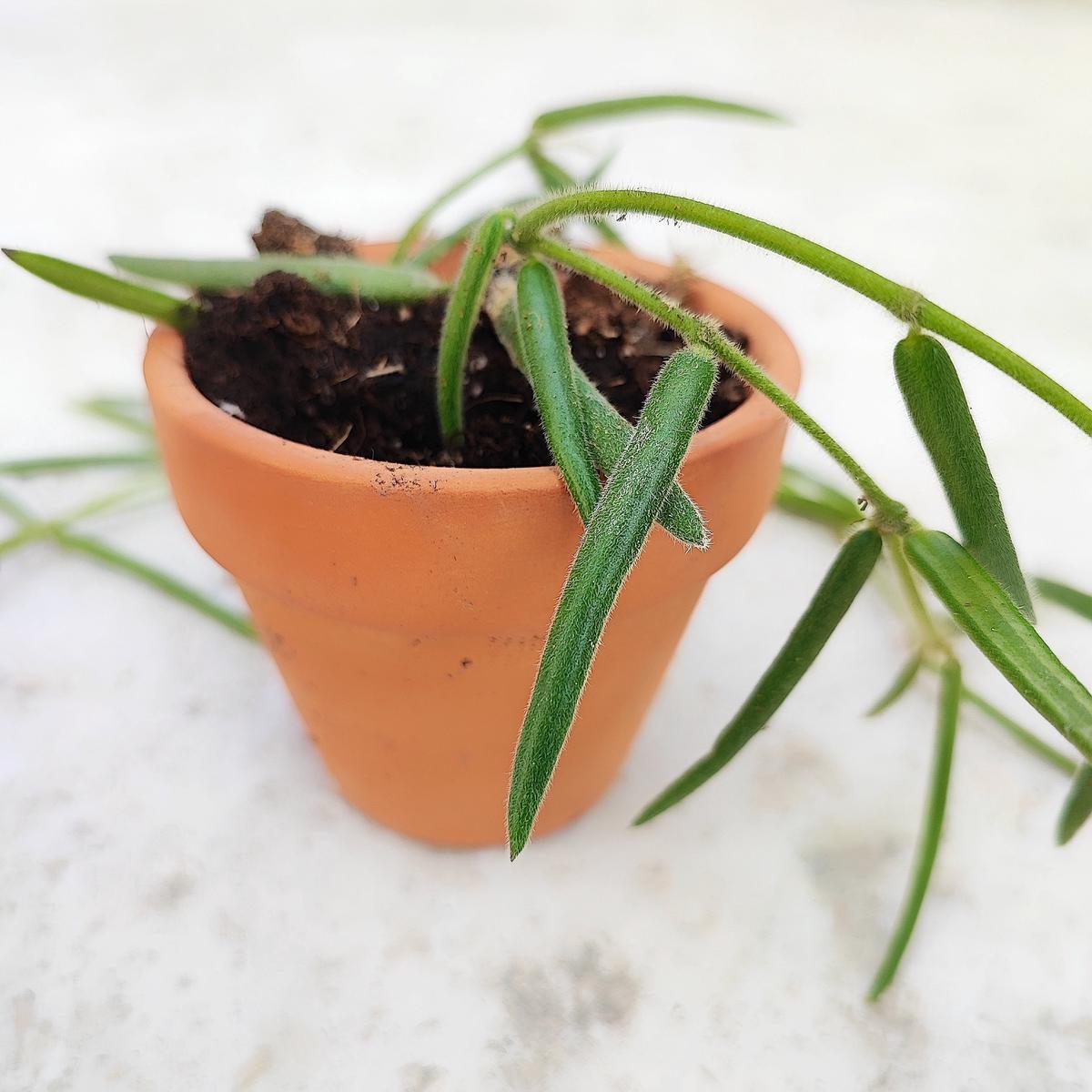 Hoya Linearis  2 boutures de plante retombante aux tiges filiformes