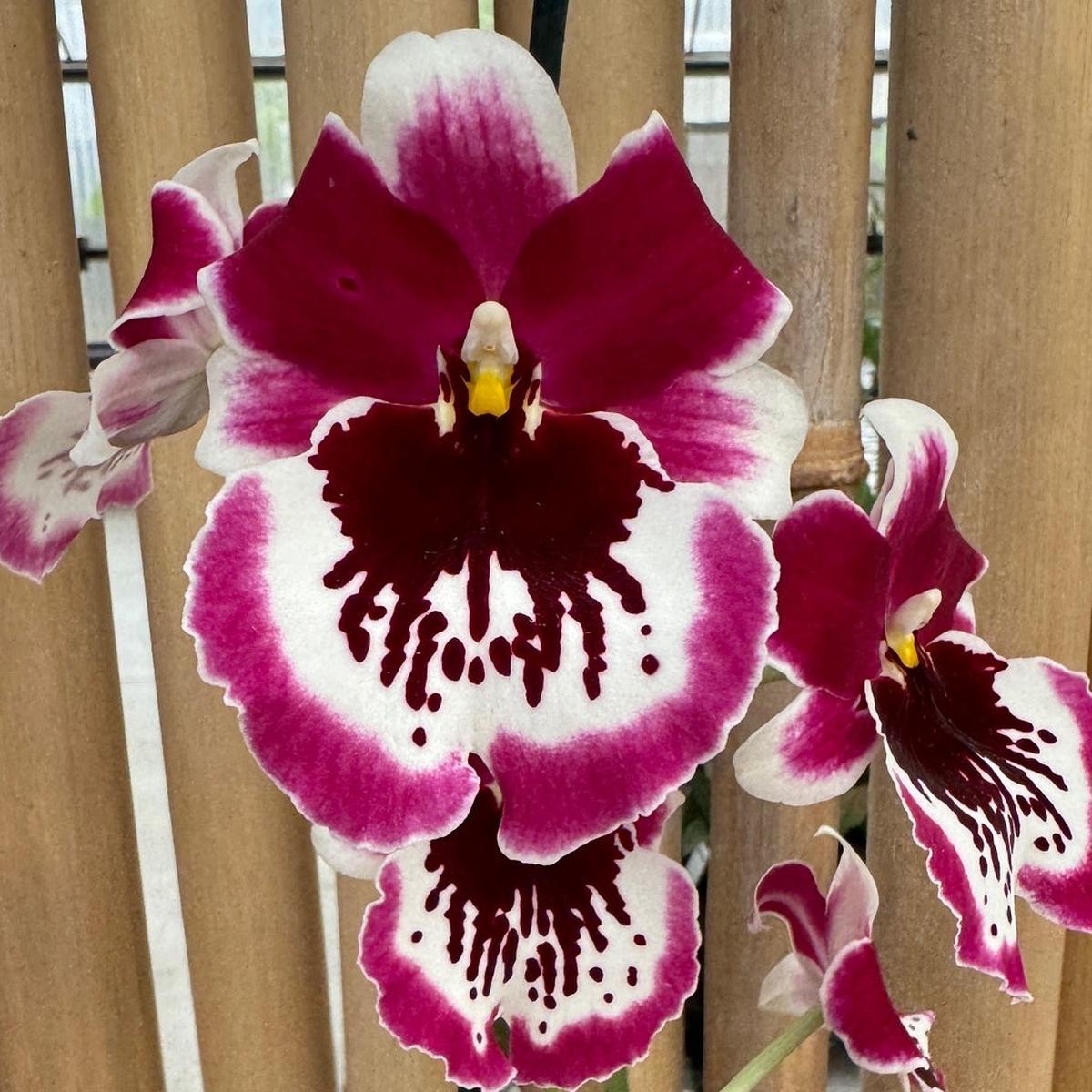 Miltoniopsis Hajime Ono 'Standing Tall' -(4" Pot) - Buds