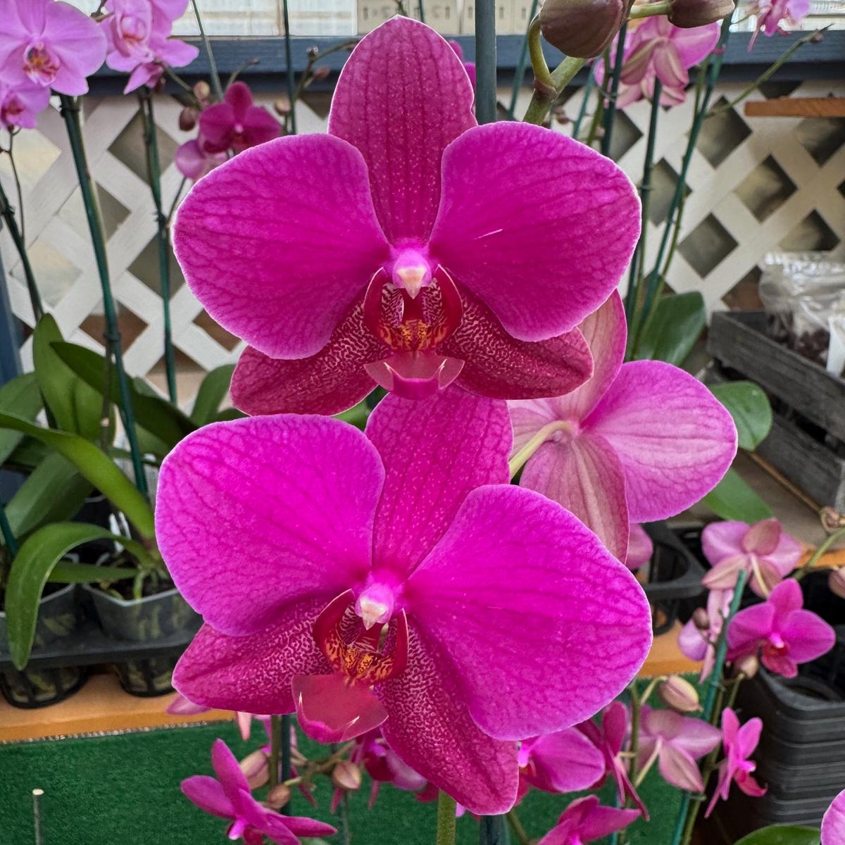 Phal. Vivaldi
