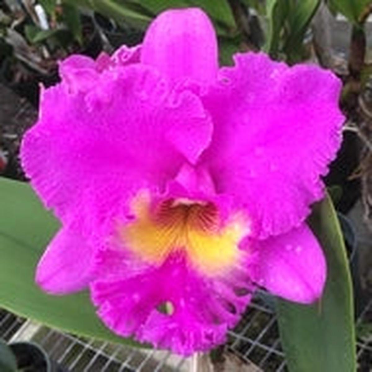Rlc. Larry Nishikawa 'Volcano Princess' (5.5" Pot) - Buds