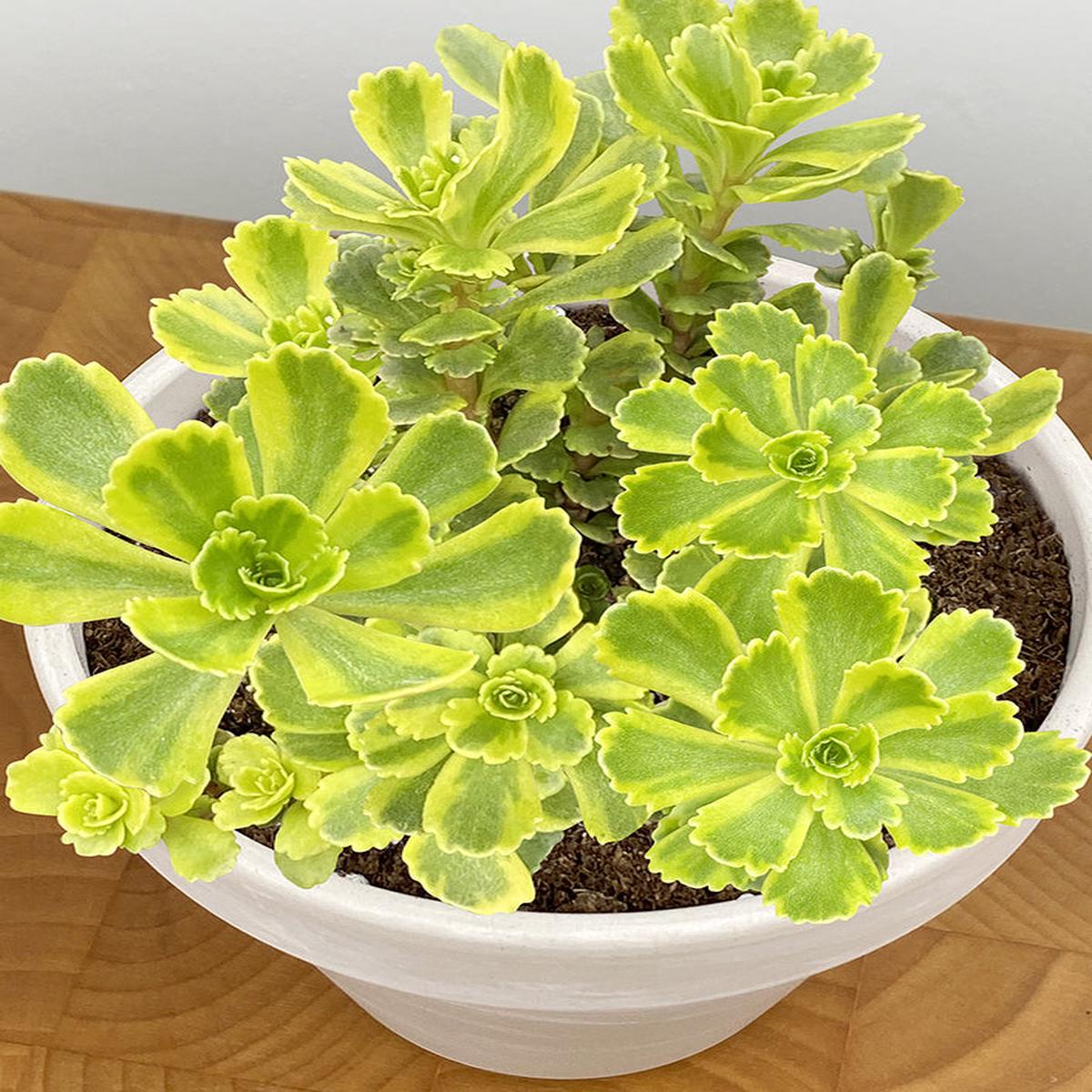 Sedum Cutting Edge PP (Sedum ellacombianum hybrid)