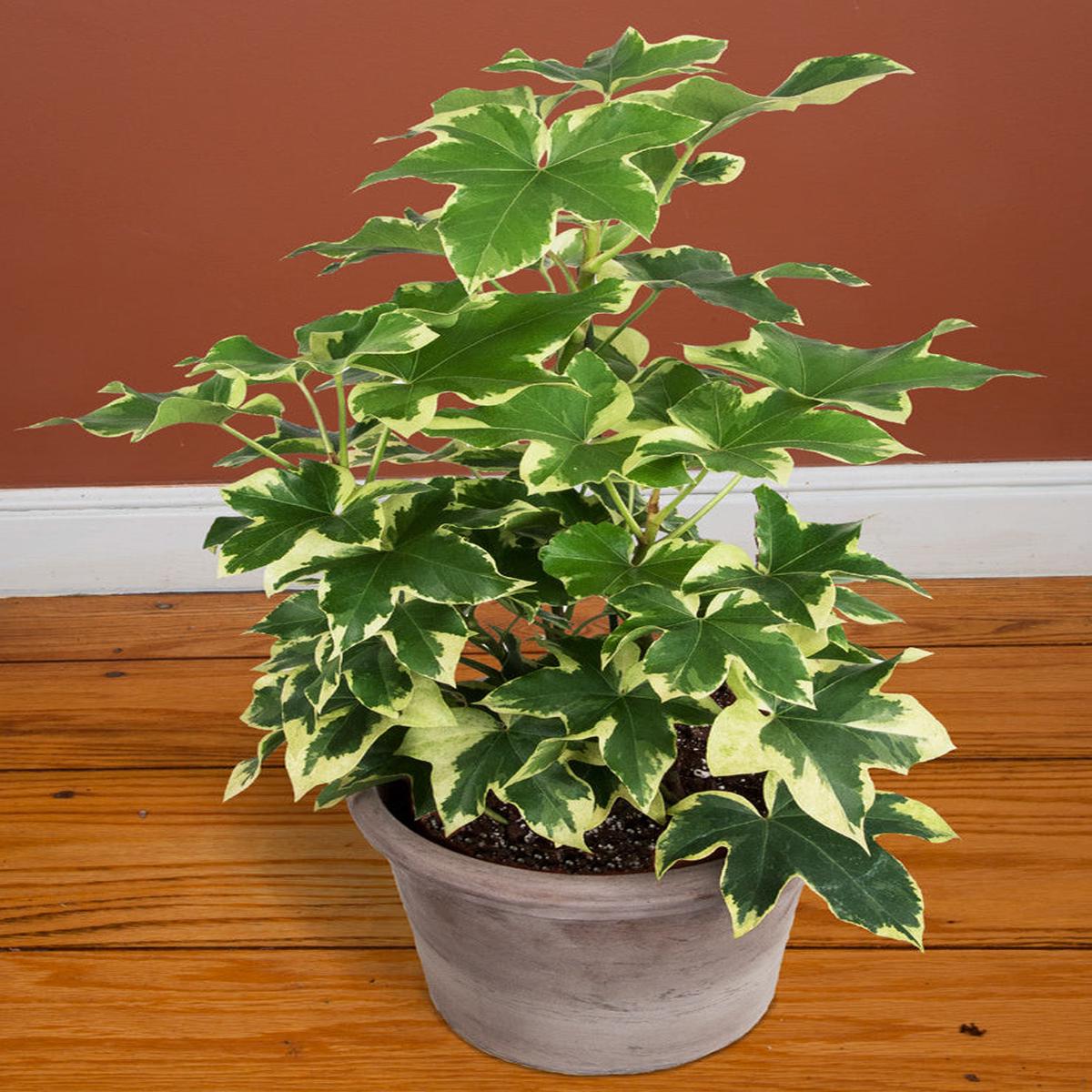 Variegated Tree Ivy (Fatshedera Angyo Star)