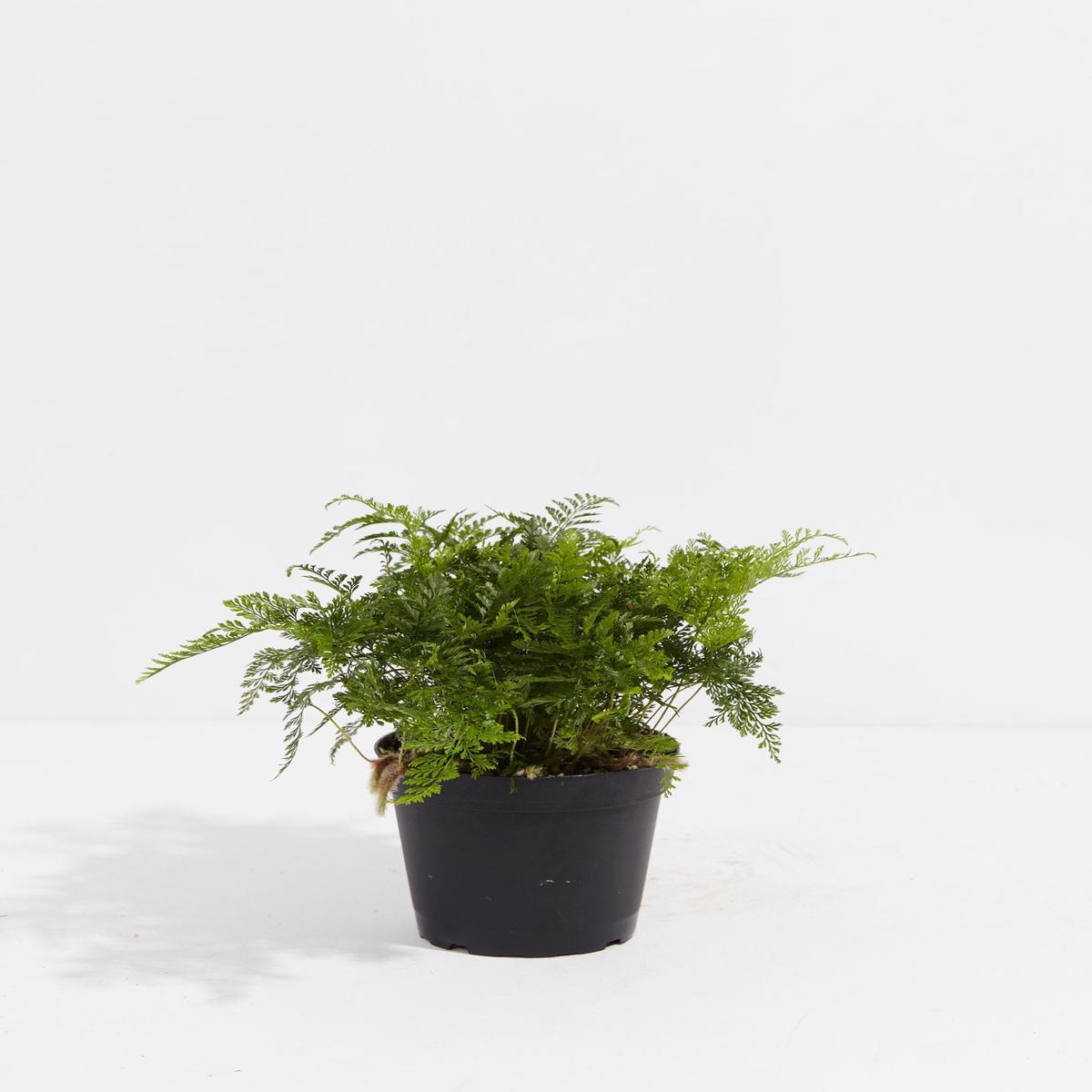 White Rabbit Foot Fern