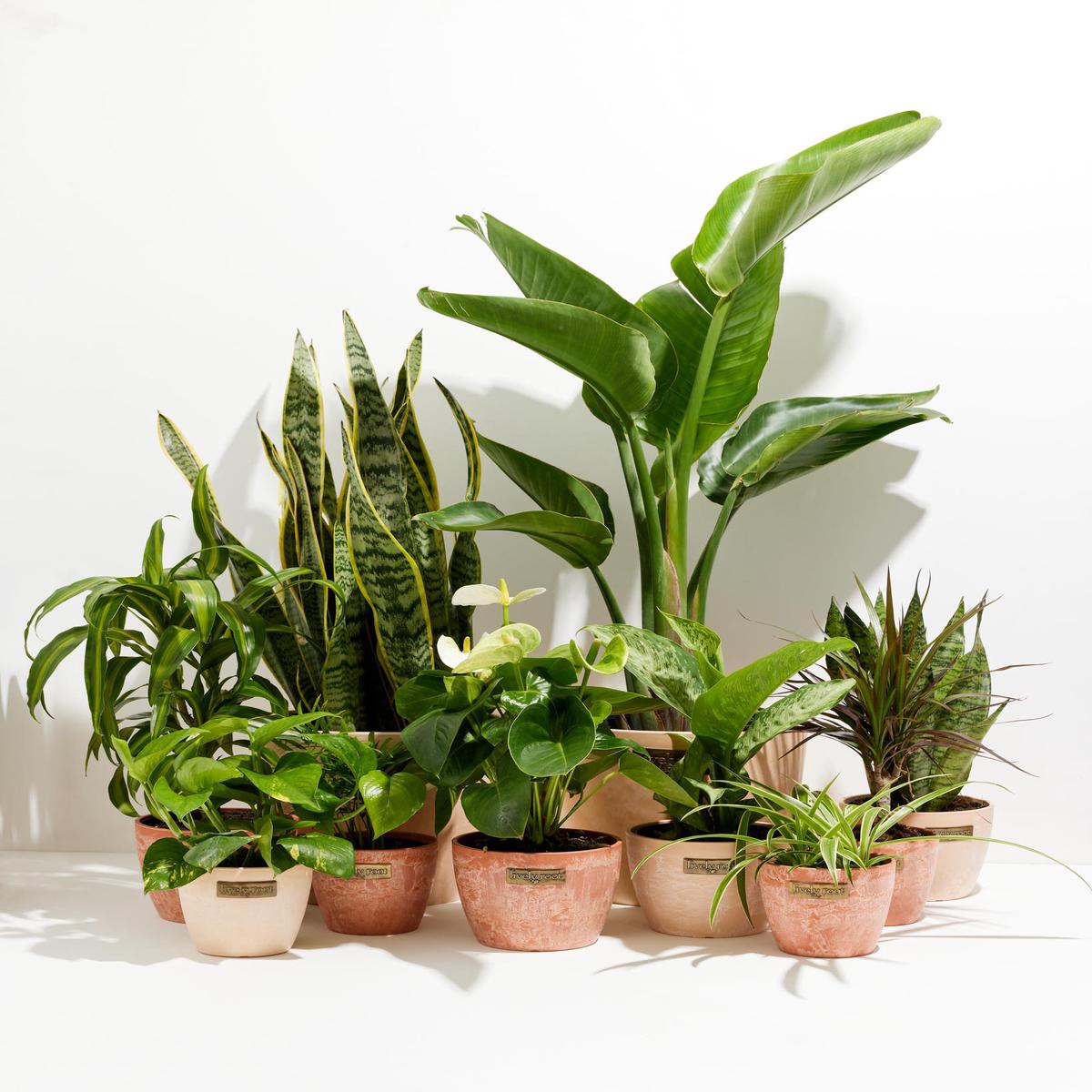 Your Indoor Jungle Delivered